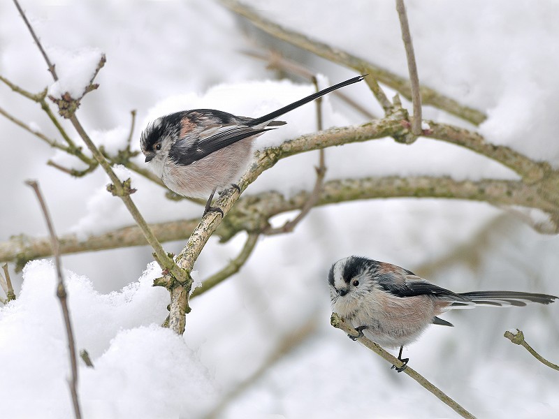 Season's Greetings from Sussex Wildlife Trust