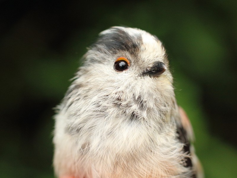 Species of the day: Long-tailed Tit
