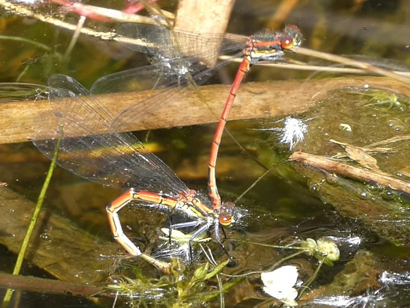 Corona Wildlife Diary: Day Forty-two