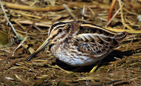 February 2021 - Rye Harbour Nature Reserve Sightings