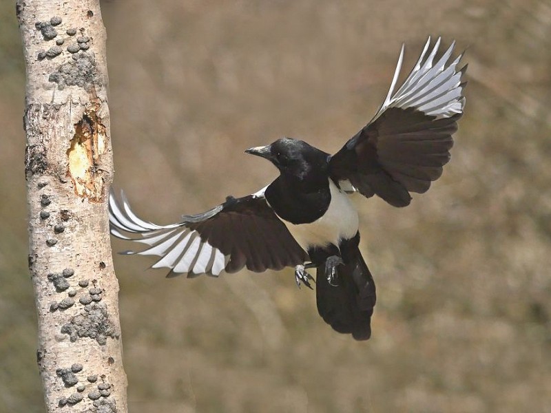 One for sorrow...