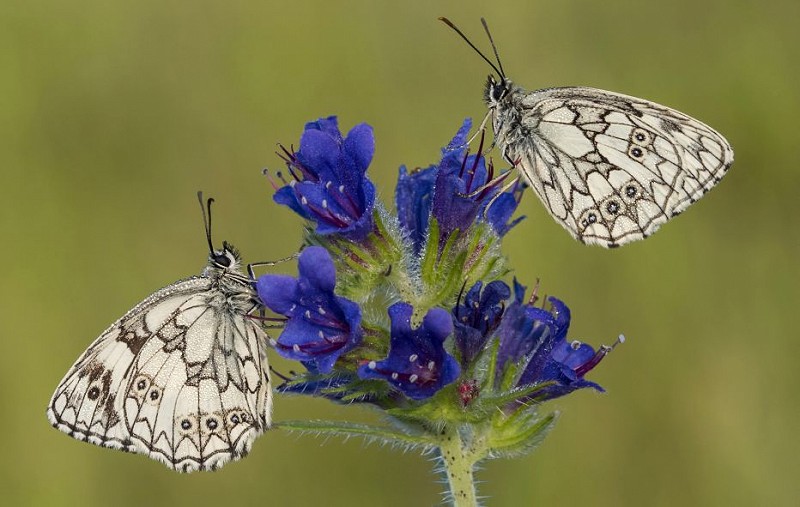 Know your black and white butterflies