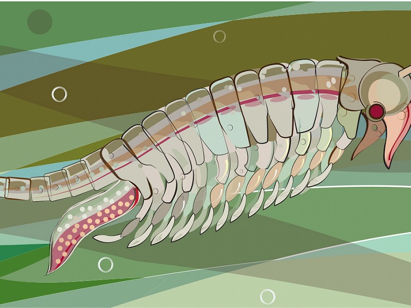 The Fairy Shrimp - Just Add Water