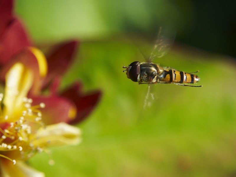 Species of the day: Marmalade Hoverfly