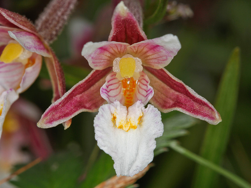 Marsh Helleborine