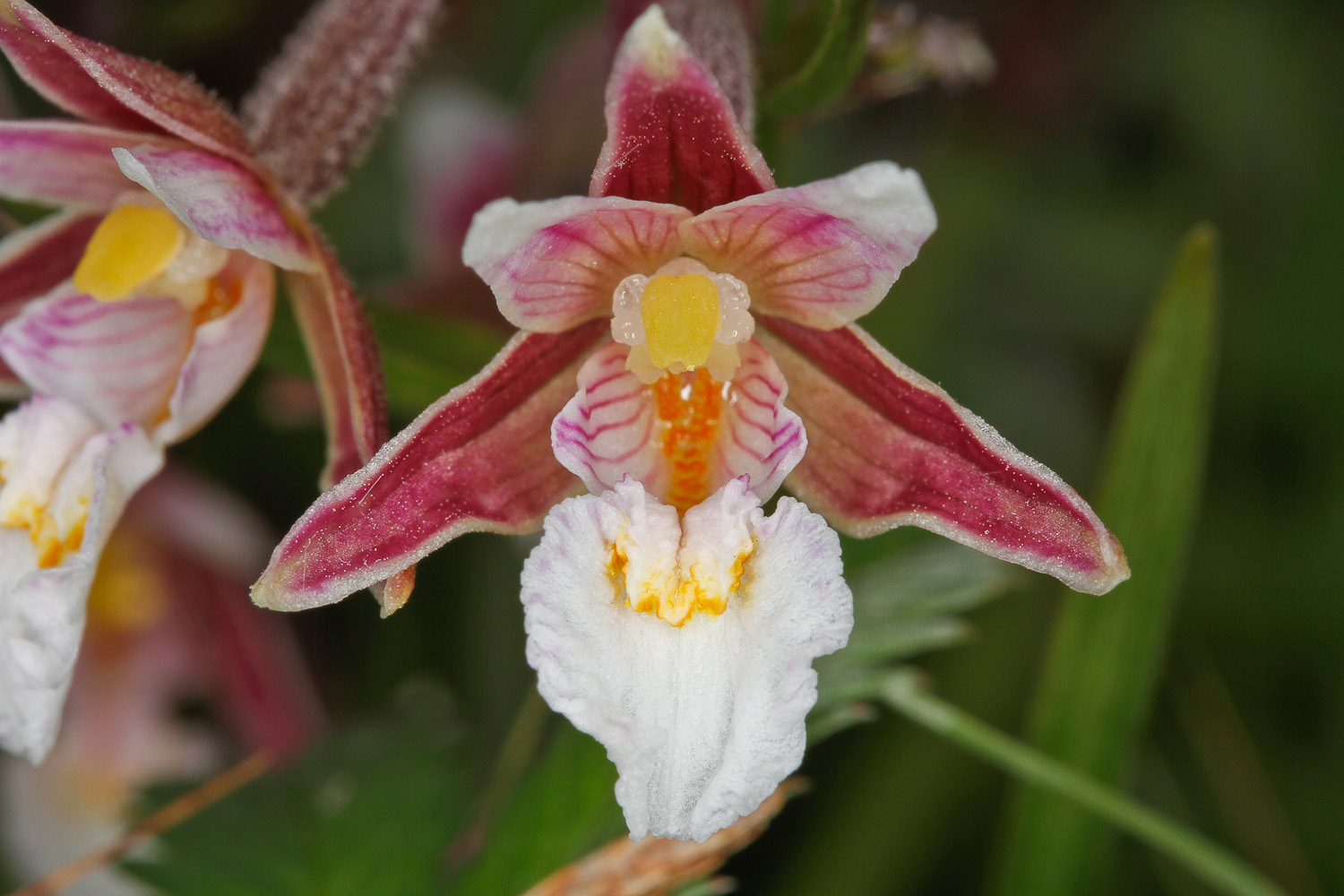 Marsh Helleborine