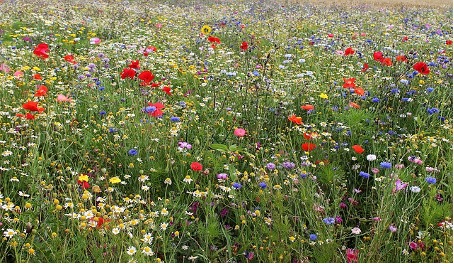 Insect Pollinators