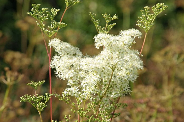 Species of the day: Meadowsweet