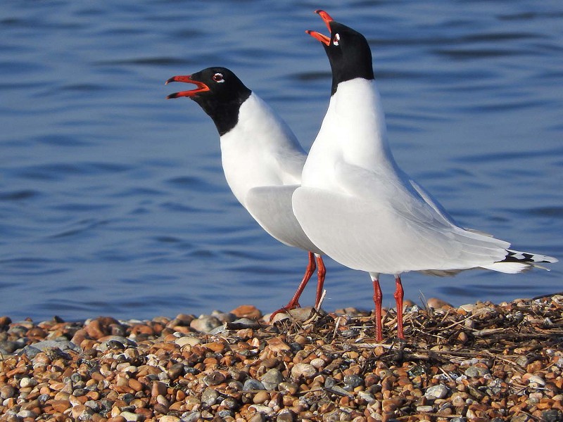Spring Bird Arrivals in Rye Bay