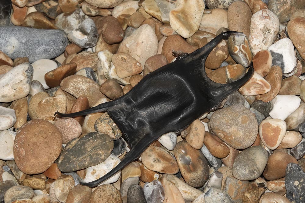 Mermaids purse