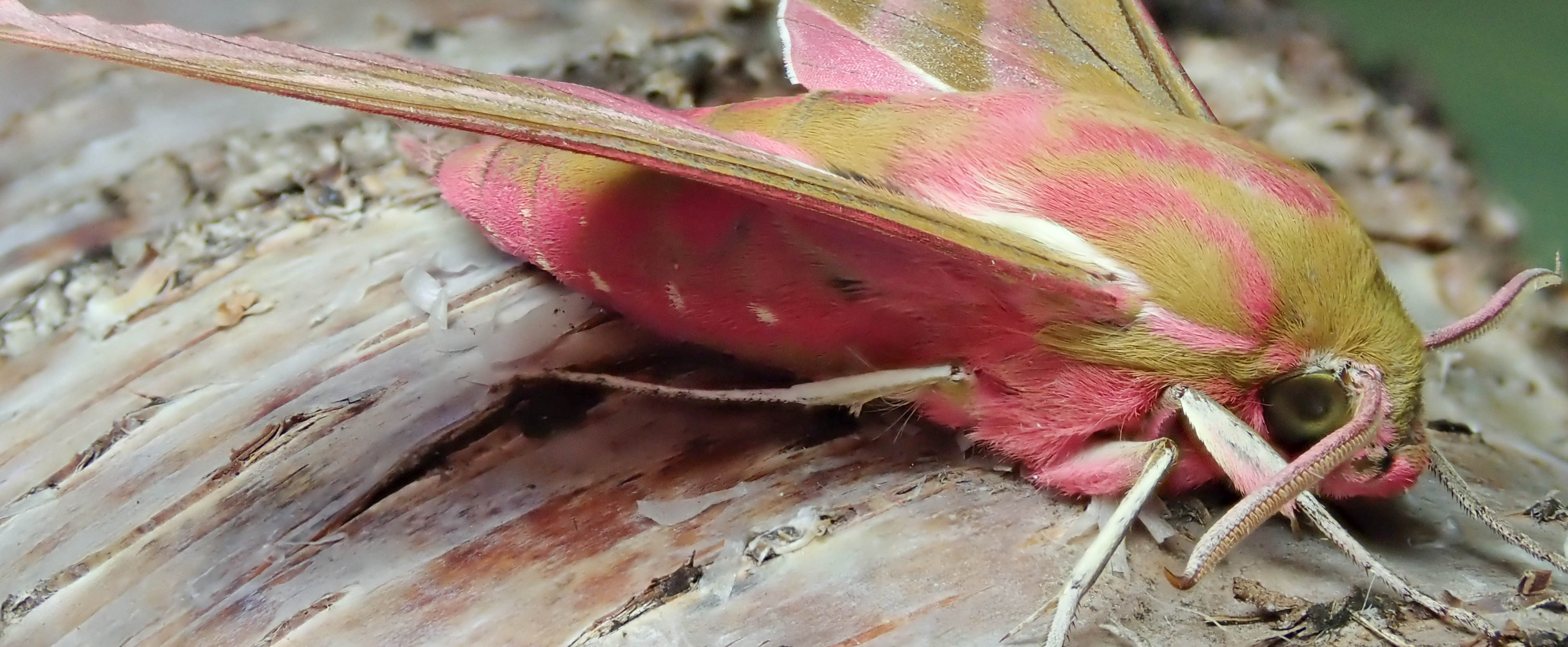 Rye Harbour Bioblitz 2022