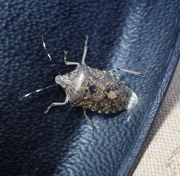 October 2019 - Rye Harbour sightings