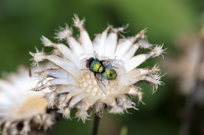 Neomyia Cornicina © Neil Jenkins