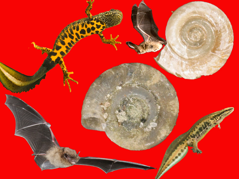 First it was newts, then bats… now it’s snails.