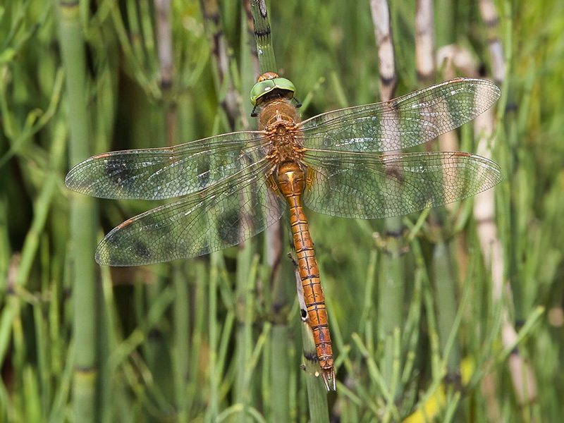 Rye Harbour Nature Reserve Wildlife Sightings – July 2023