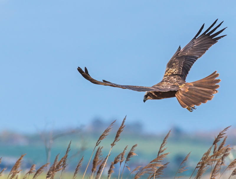 Marsh Harrier © Barry Cook