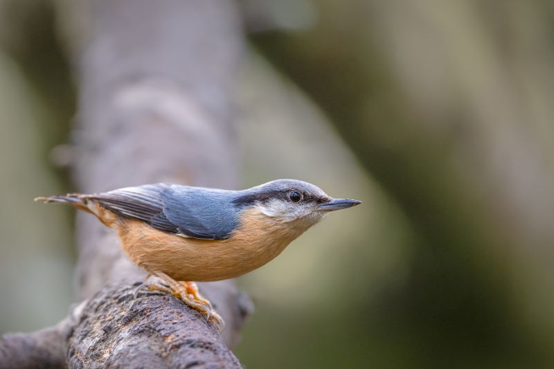 Nuthatch by Peter Dransfield