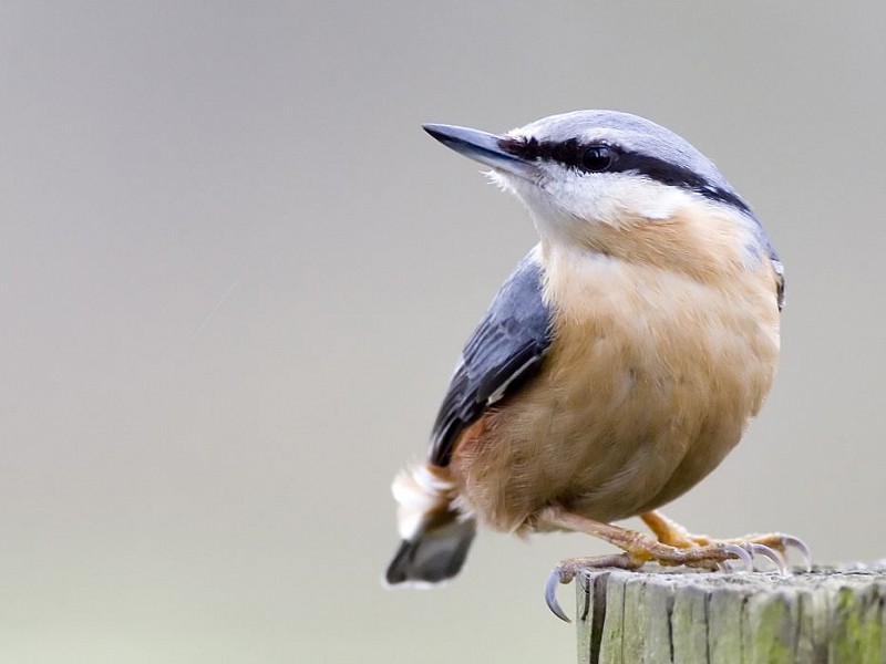 Corona Wildlife Diary: Day Twenty-three