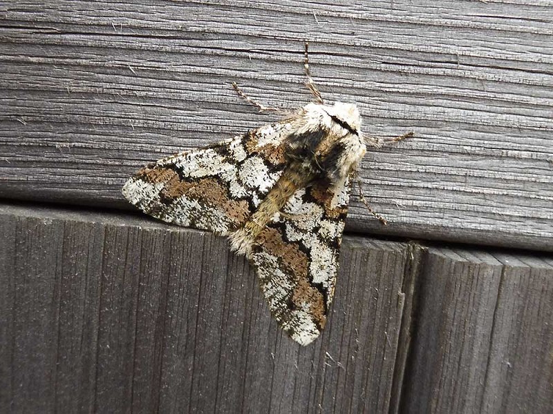 Moth Blog