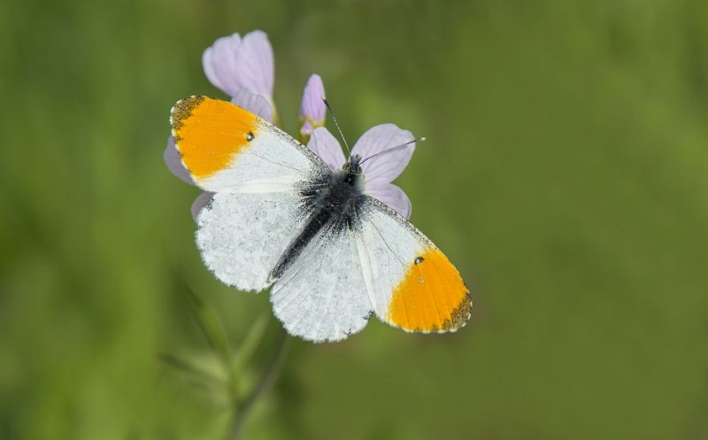 Species of the day: Orange-tip