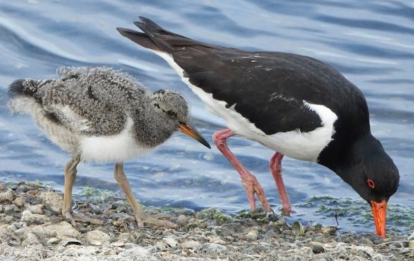July 2020 - Rye Harbour Nature Reserve Sightings