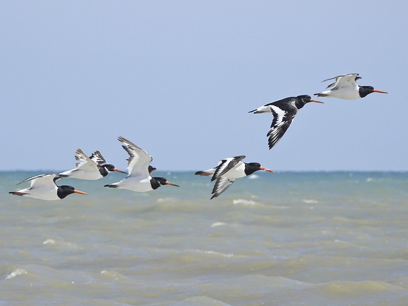 Return to guided walks at Rye Harbour Nature Reserve