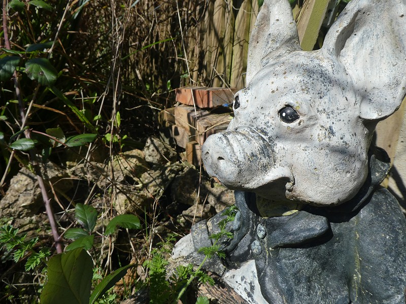 Corona Wildlife Diary: Day Five