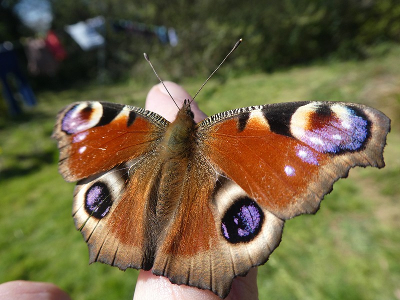 Corona Wildlife Diary: Day Twenty-one