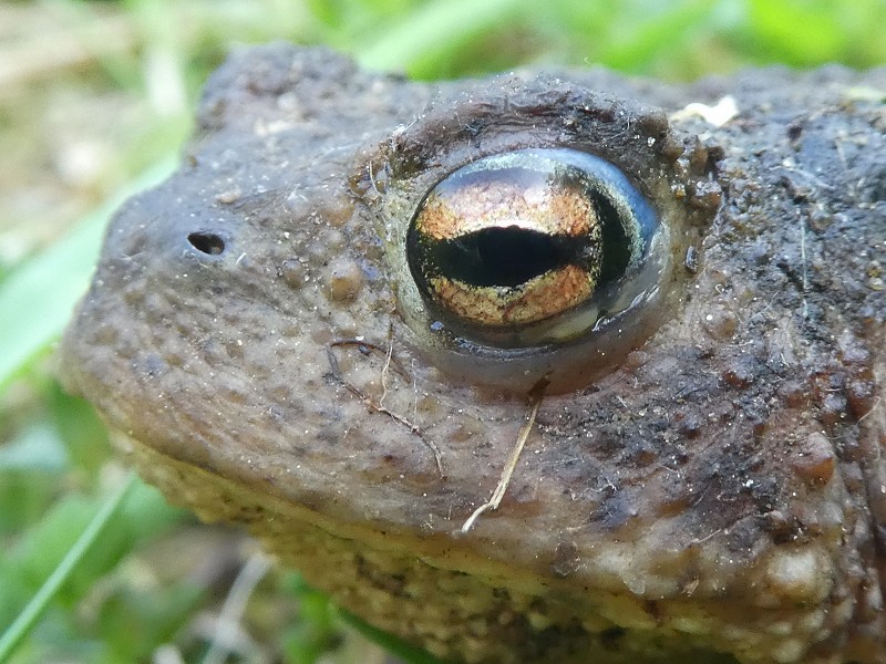 Corona Wildlife Diary: Day Sixty-three