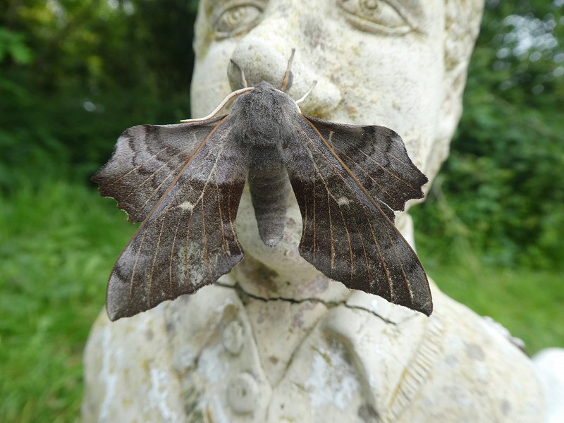 Corona Wildlife Diary: Day Sixty-six