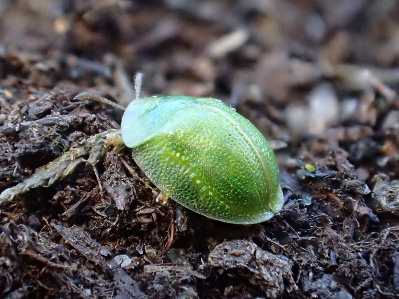 Bogey beetle