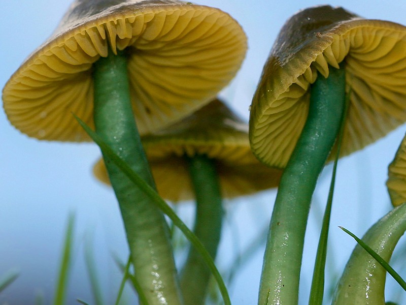 Waxcaps