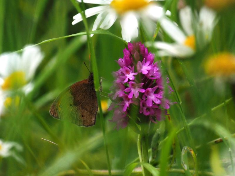 pyramidal orchid