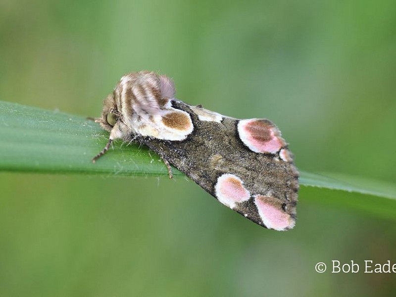 Naming of moths