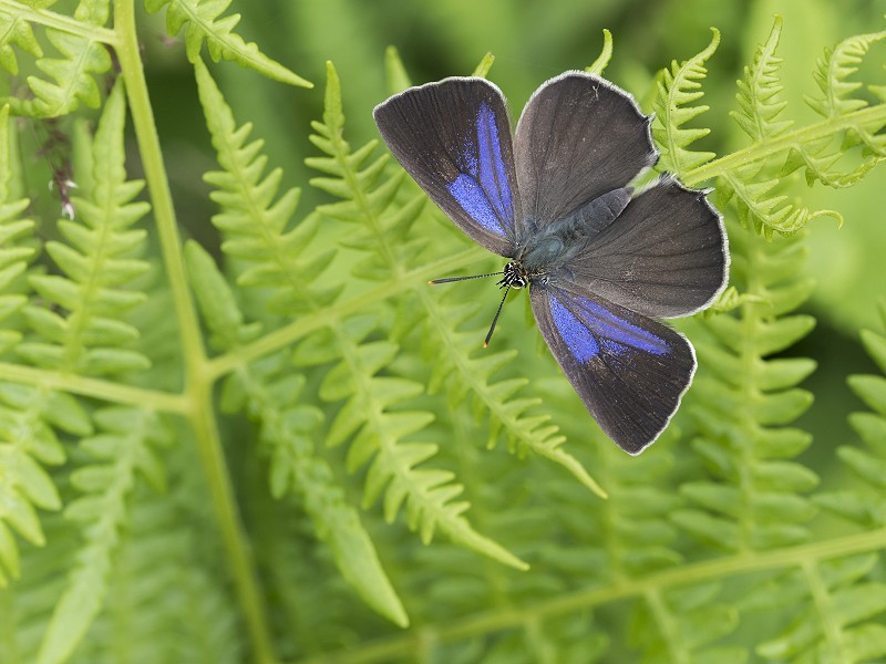 The Butterflies of Billingshurst