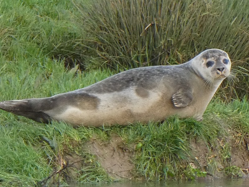 Seal Spotting in Horsham District