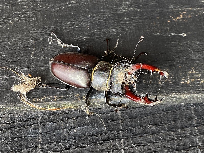 The great minibeast hunt: 30 Days Wild Week 3