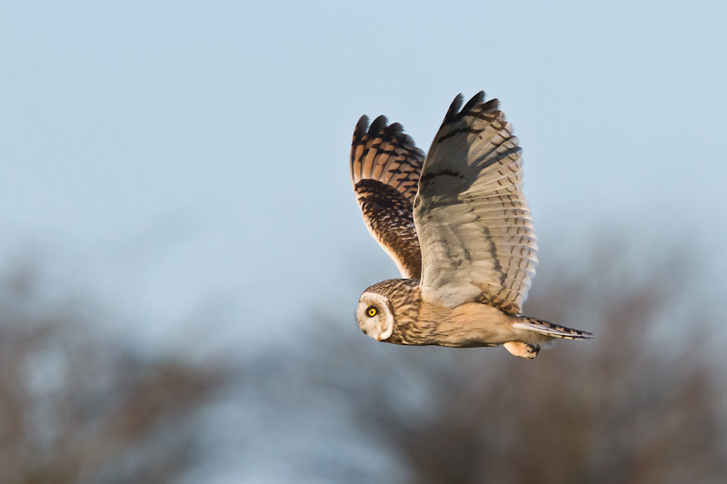 Short-eared Owls: “They come from the land of the ice and snow”