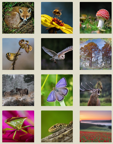 Wildlife photography competition - now it's over to the public vote