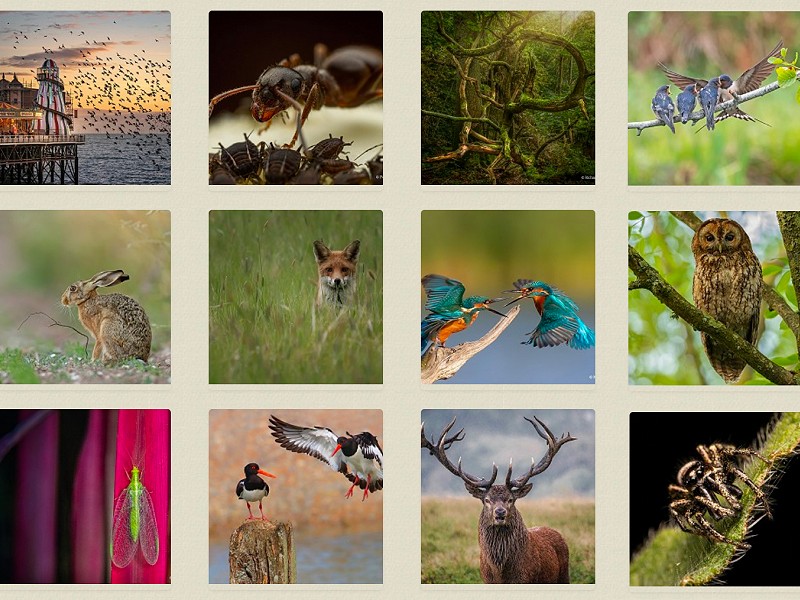 Into the Wild photo competition - public vote open