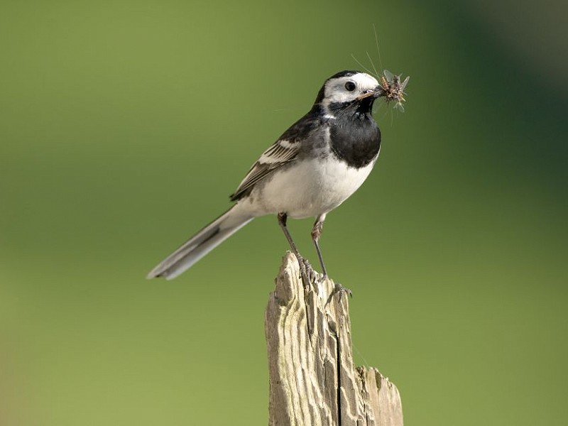 Species of the day: Pied Wagtail