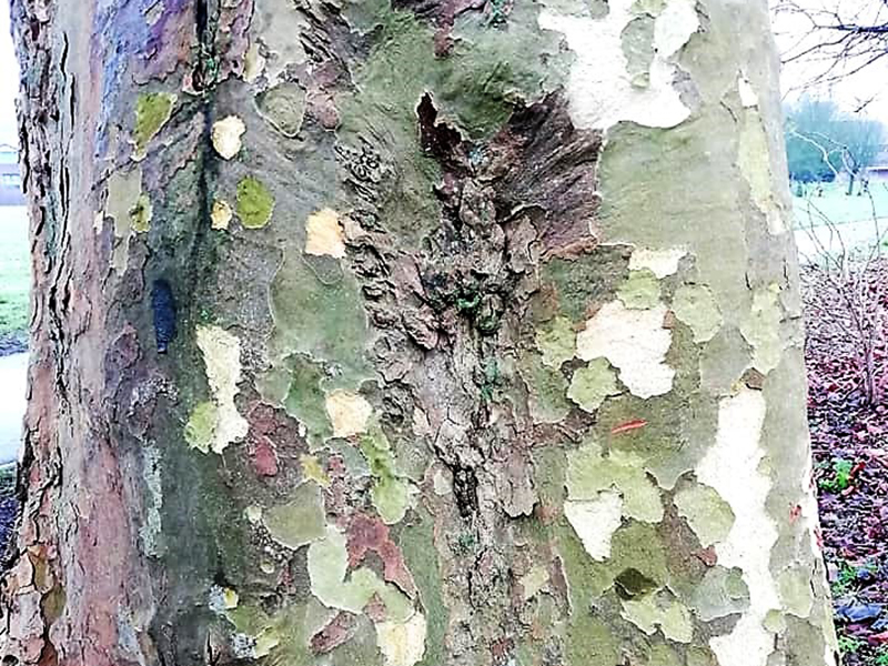Bark patterns