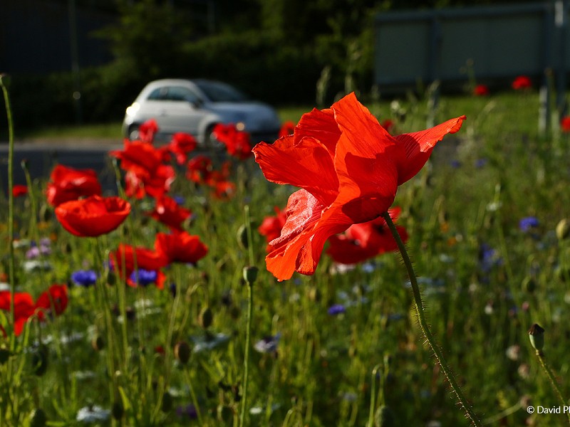 The healing power of nature: 30 Days Wild week 2