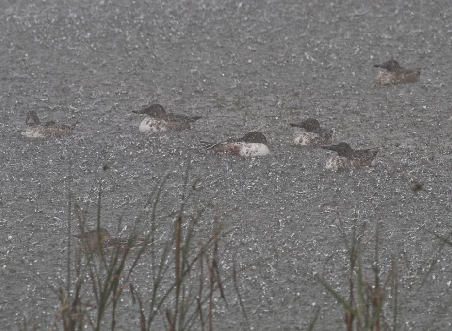 Shovelers in the rain Shovelers in the rain
