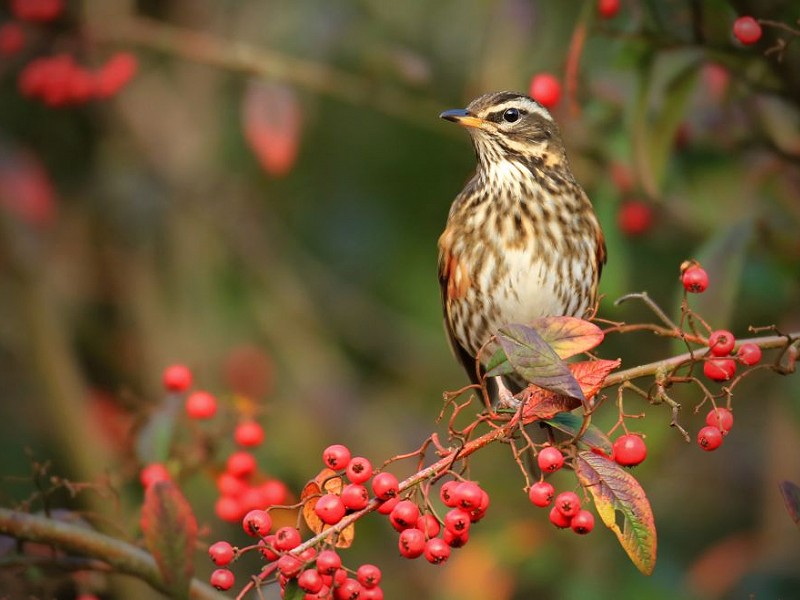 Corona Wildlife Diary: Day Six