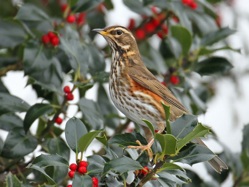 What to look for in Winter