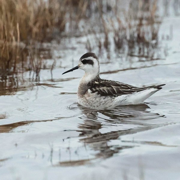 Rye Harbour Nature Reserve Sightings - October 2022