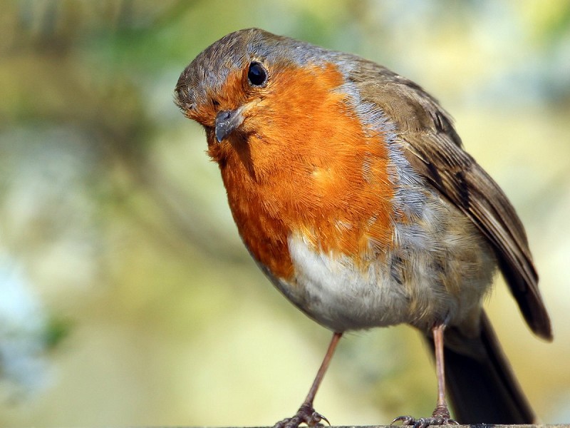 If you only do twelve things for wildlife...
