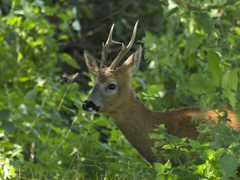 Species of the day: Roe Deer
