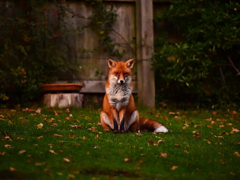 The Pongtastic Mr Fox